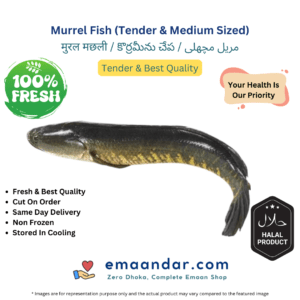 Murrel Fish (Live Cut – Approx 1.5 Kg)