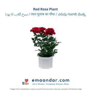 Red Rose Plant