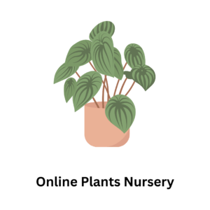 Online Plant Nursery