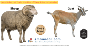 Read more about the article Home Delivery of Tender Live/Meat of Sheep & Goat In Hyderabad