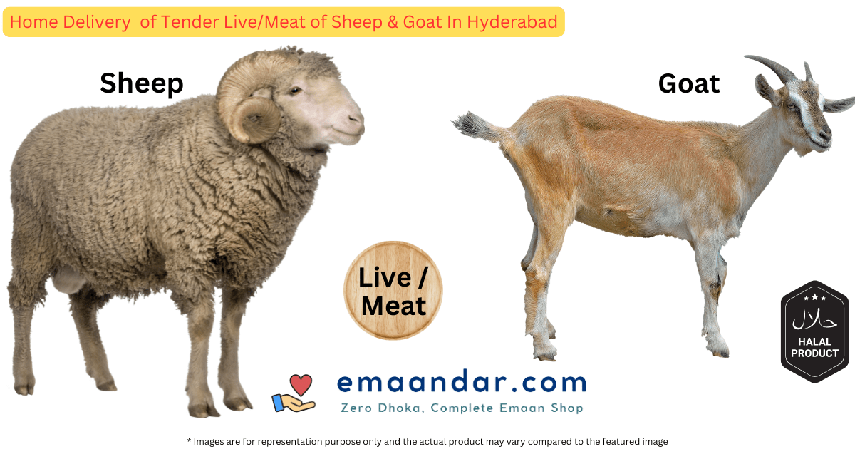 Home Delivery of Tender Live/Meat of Sheep & Goat In Hyderabad